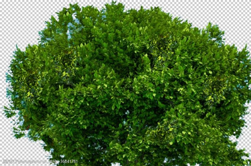 智慧树透明大树png素材