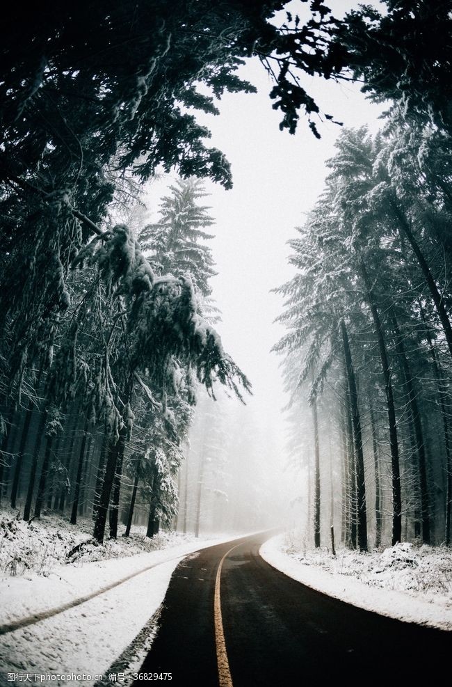 狭窄雪天森林公路