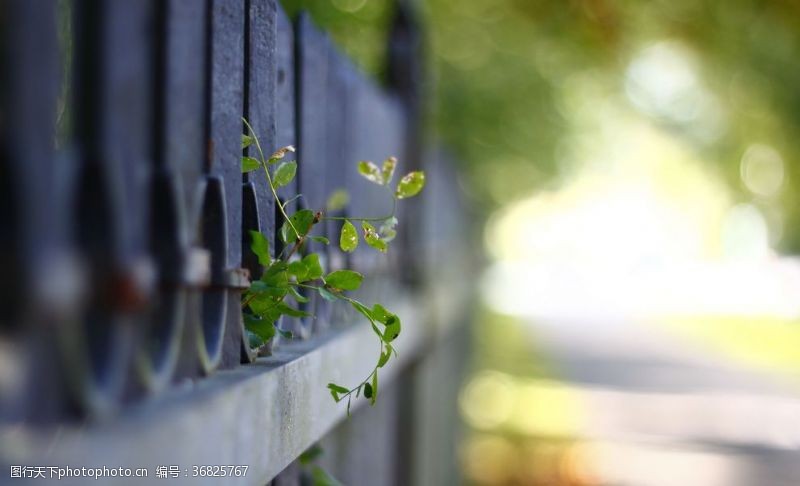 铁心木栅栏篱笆木栏围栏围墙
