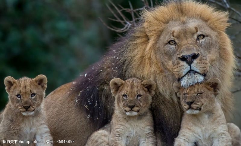 群狮狮子