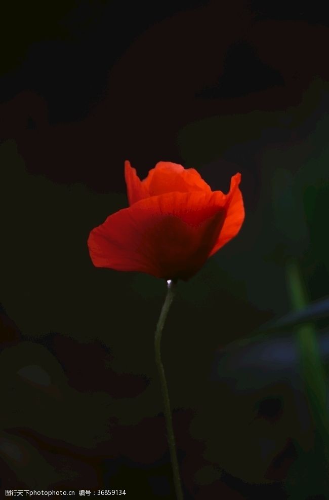 冷暖色红罂粟花
