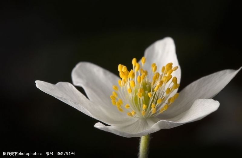 呵护花朵白色银莲花