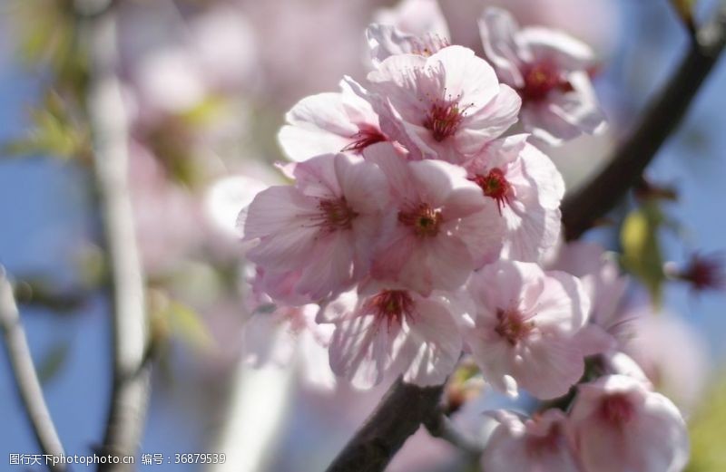 日本旅游宣传樱花