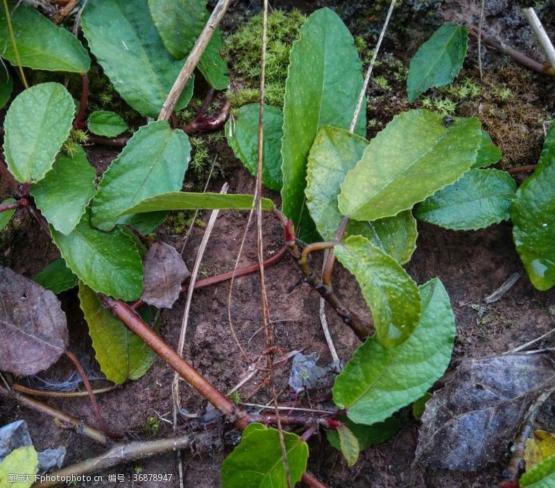 野地瓜枝叶藤本植物匍匐