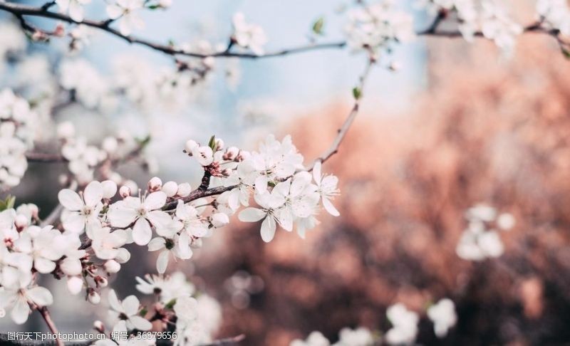 粉红色樱花樱花