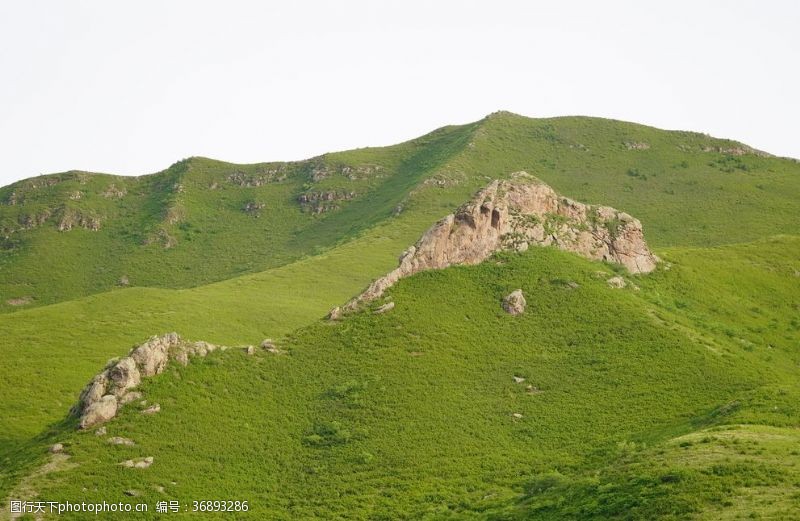 蒙山金银花北方山地