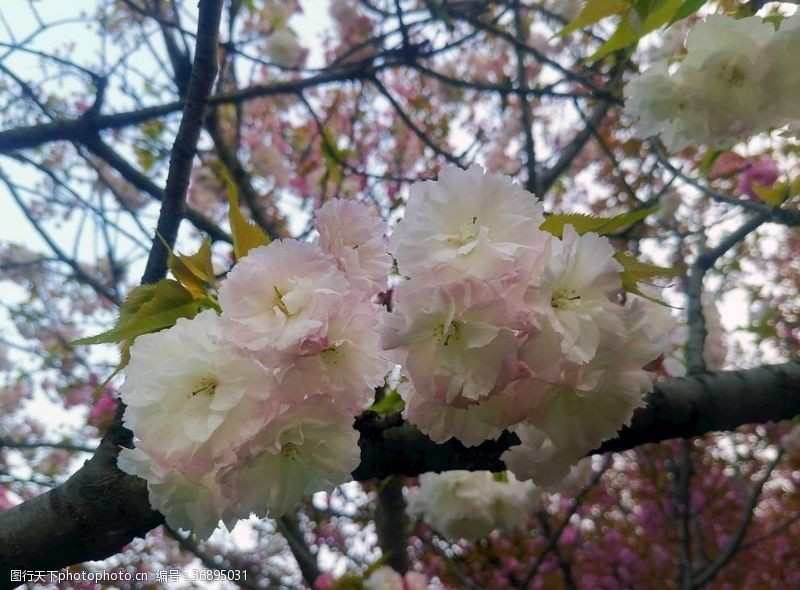 粉红色樱花樱花