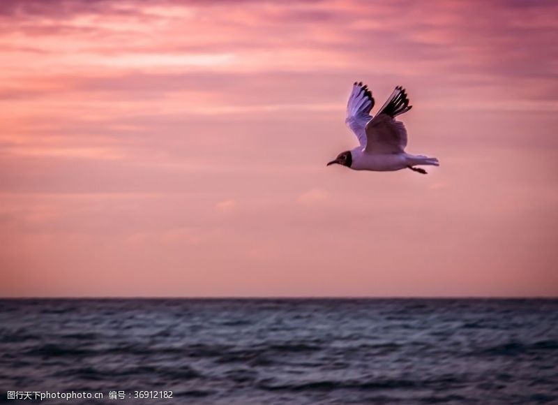 大海世界辽阔海面上翱翔的海鸥摄影