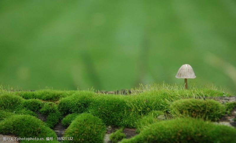 野蘑菇小蘑菇