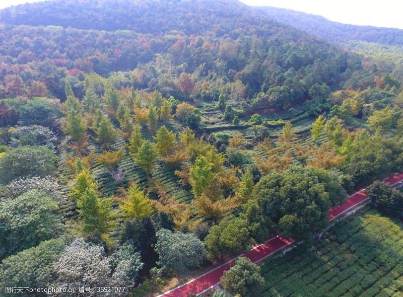 虞山风景虞山茶园