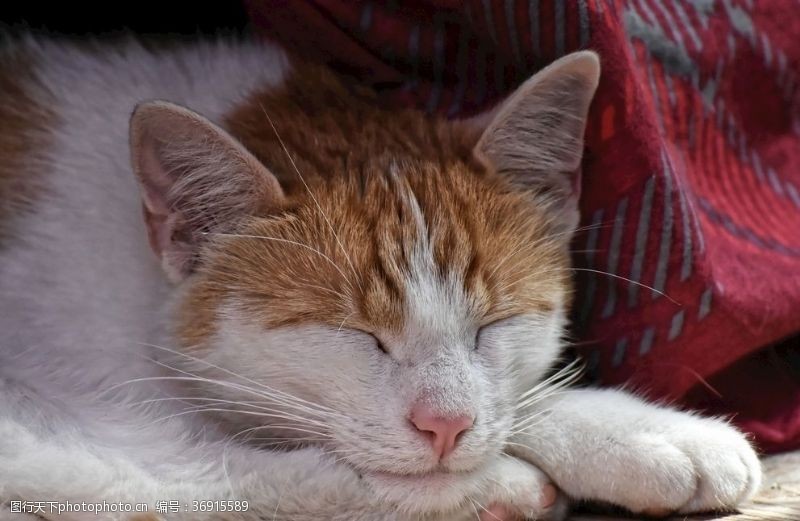 睡着的猫咪在窝里酣睡的猫猫特写摄影