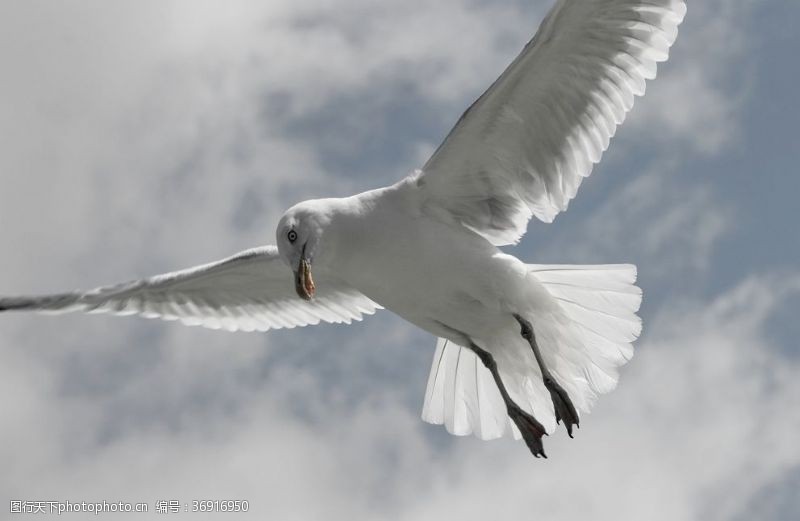 海鸥海鸟展翅飞翔展翅翱翔于空中的海鸥