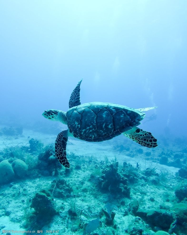 大海世界自由的海龟