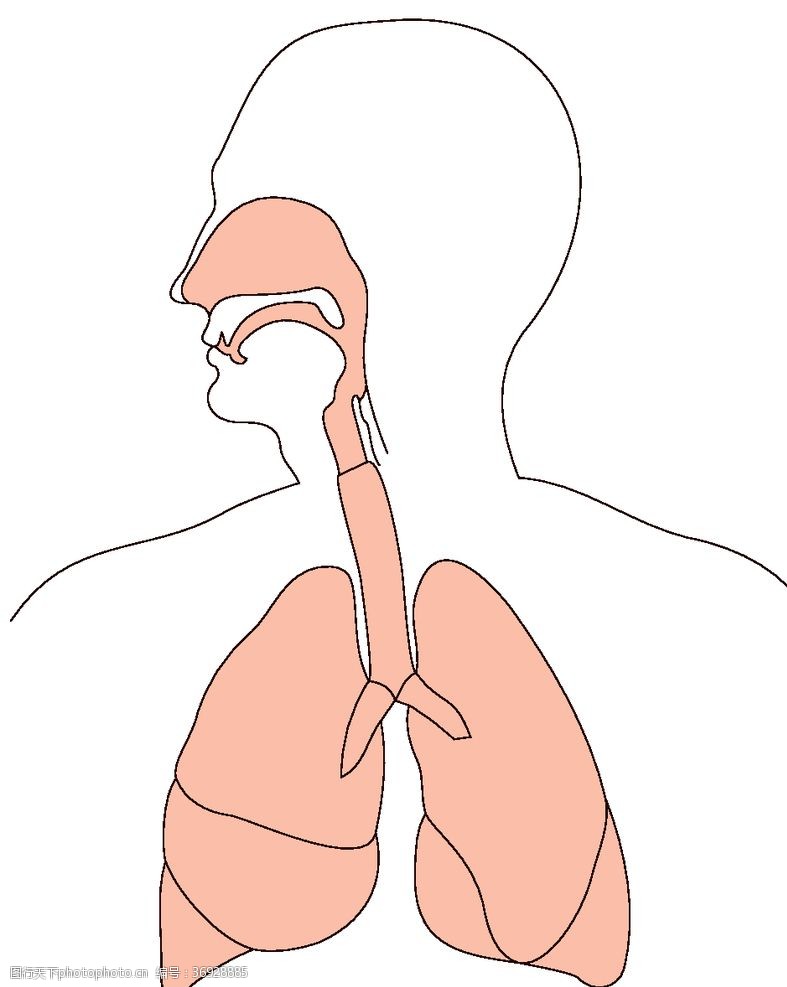 美瞳肺呼吸系统