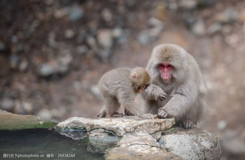 呵护雪猴日本野生动物