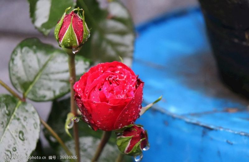 含苞未放月季雨中月季玫瑰花
