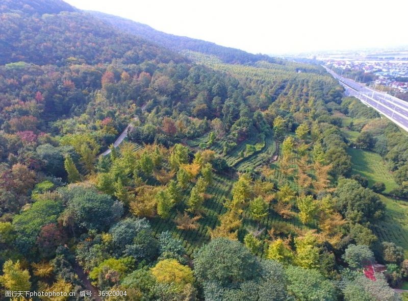 虞山风景虞山茶园