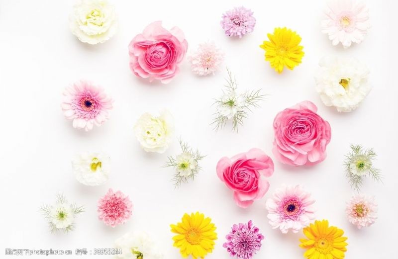 女性花图片免费下载 女性花素材 女性花模板 图行天下素材网