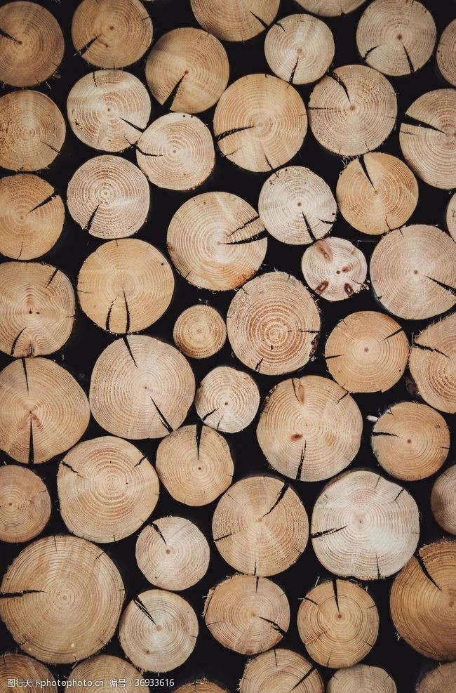 木材壁纸木材木头截面