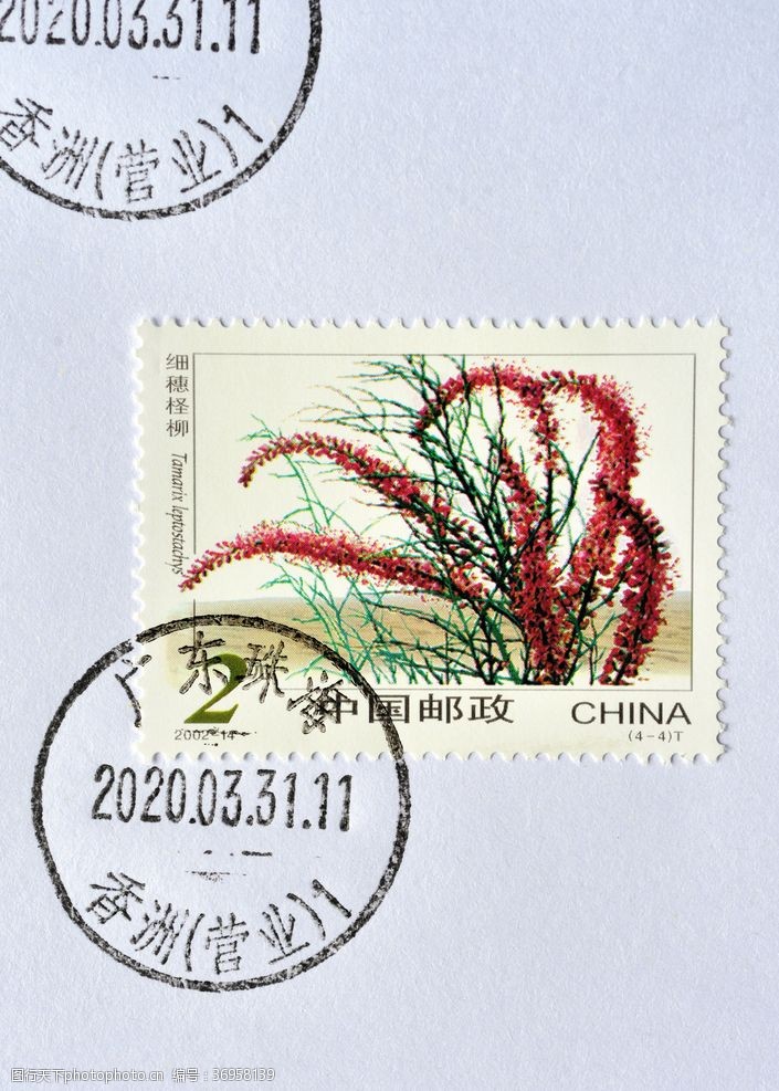 中国邮政细穗柽柳