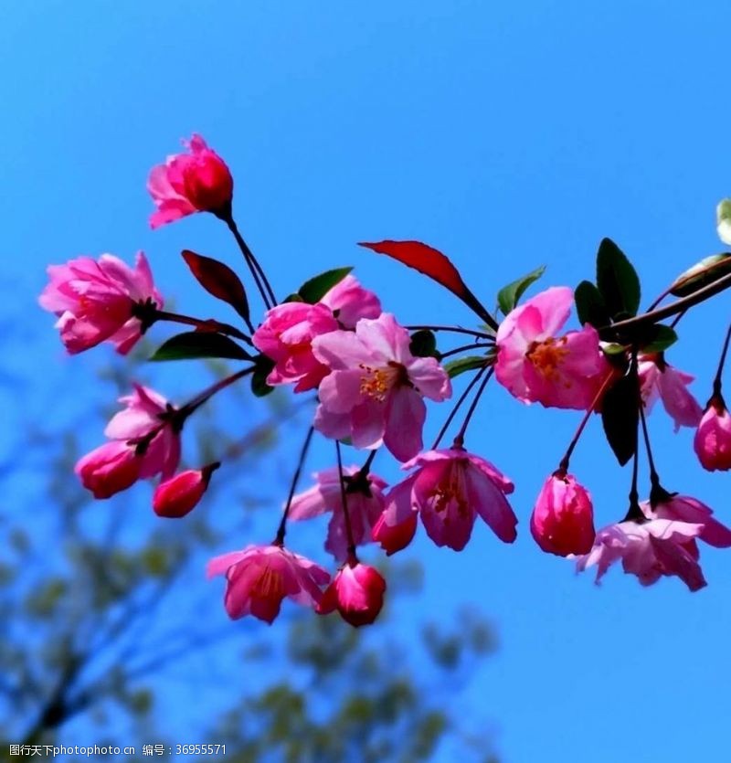 红海棠花图片免费下载 红海棠花素材 红海棠花模板 图行天下素材网