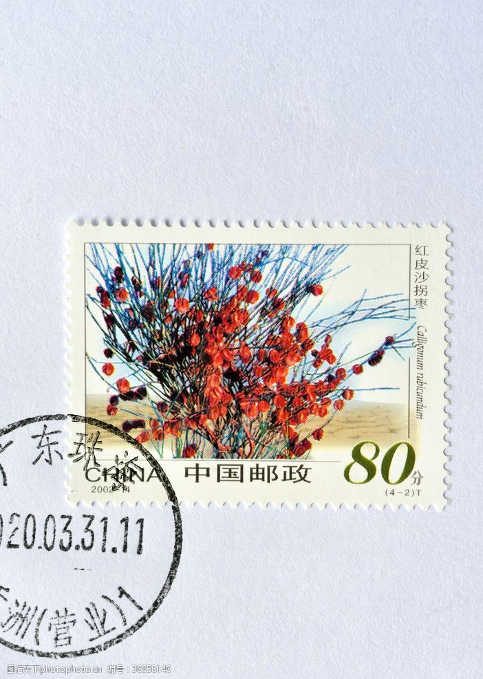 中国邮政红皮沙拐枣
