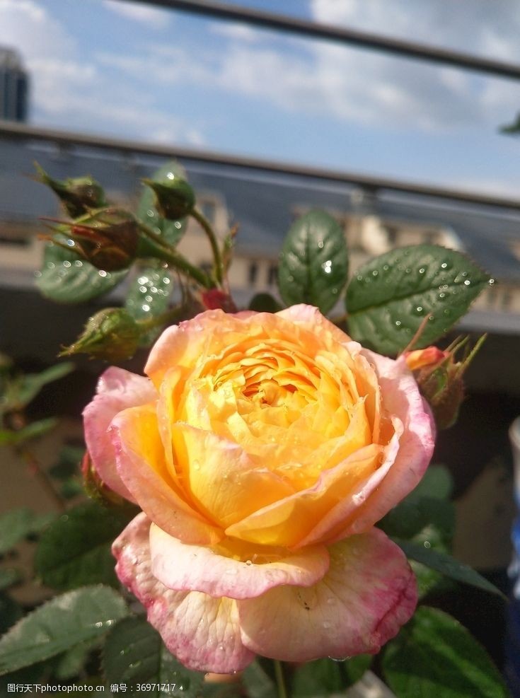 雨露月季花玫瑰月季