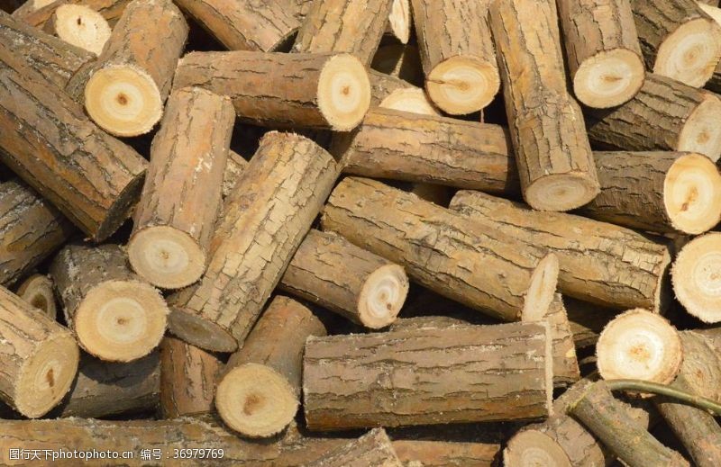 伐木木头