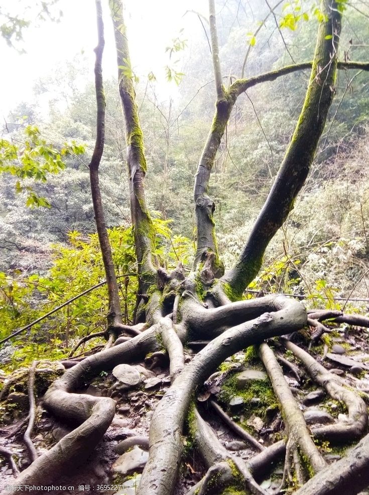 树的根须曲折离奇的树根