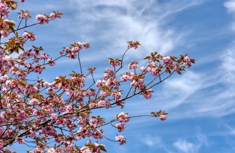 柔性樱花春天蓝天粉色树木