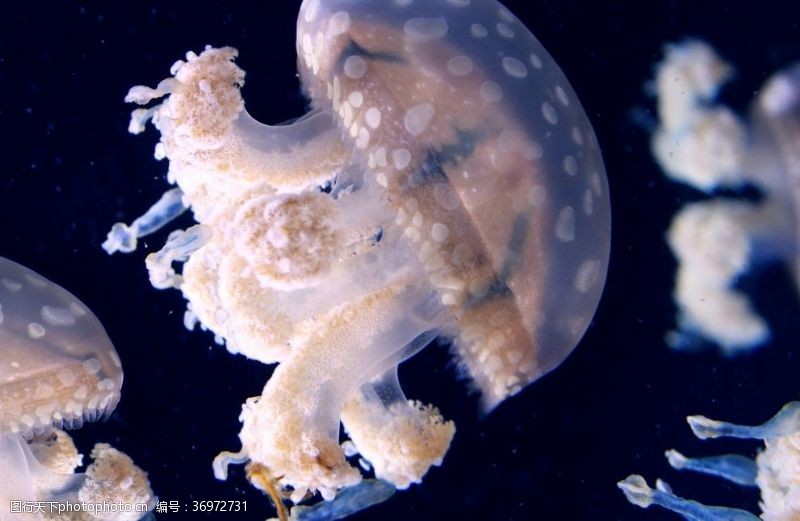 海洋生物白色透明水母