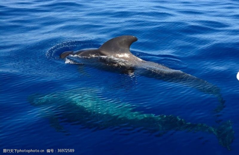 海洋生物海豚