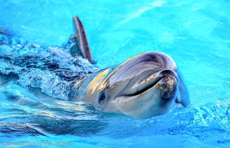 海洋生物海豚大海蓝色