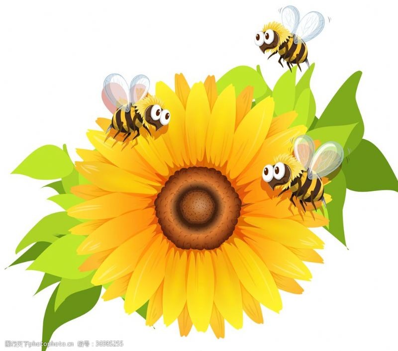 采蜂场景蜜蜂采花蜜向日葵