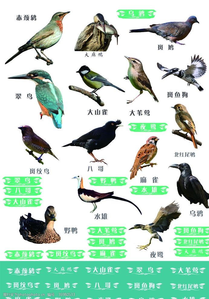 分类鸟类素材