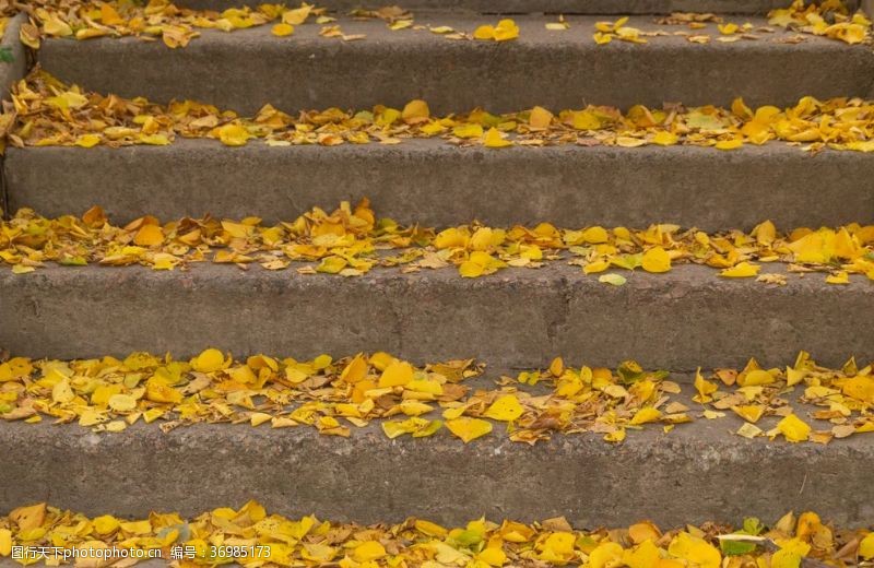 木材壁纸秋季楼梯上的叶子