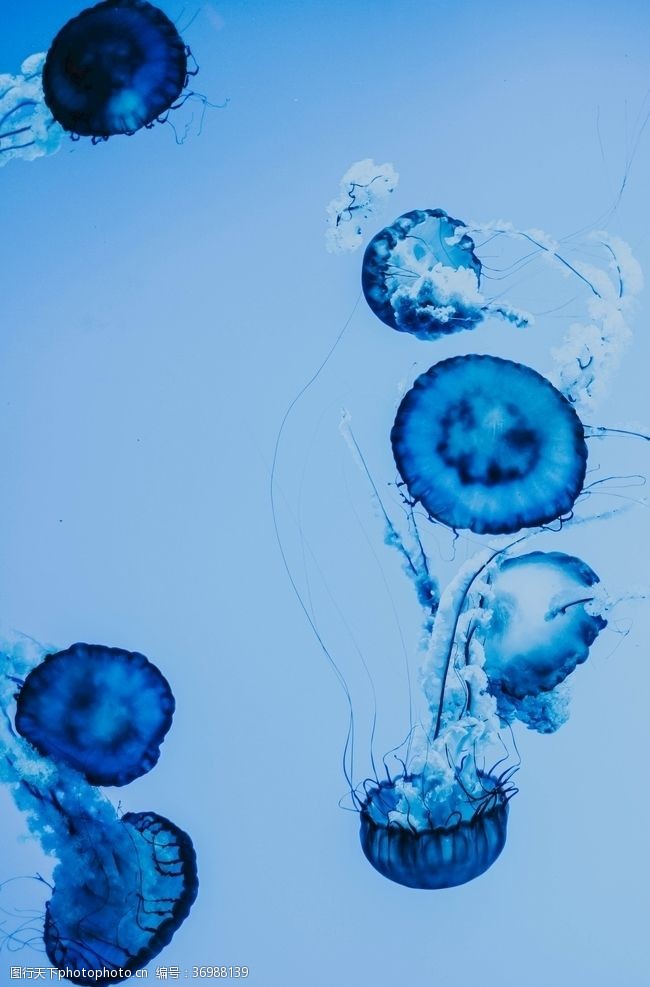 海洋生物水母