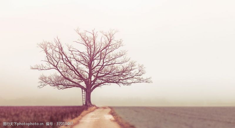 孤立一棵树唯美意境