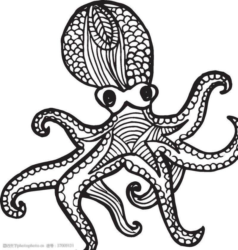 海洋生物章鱼素描