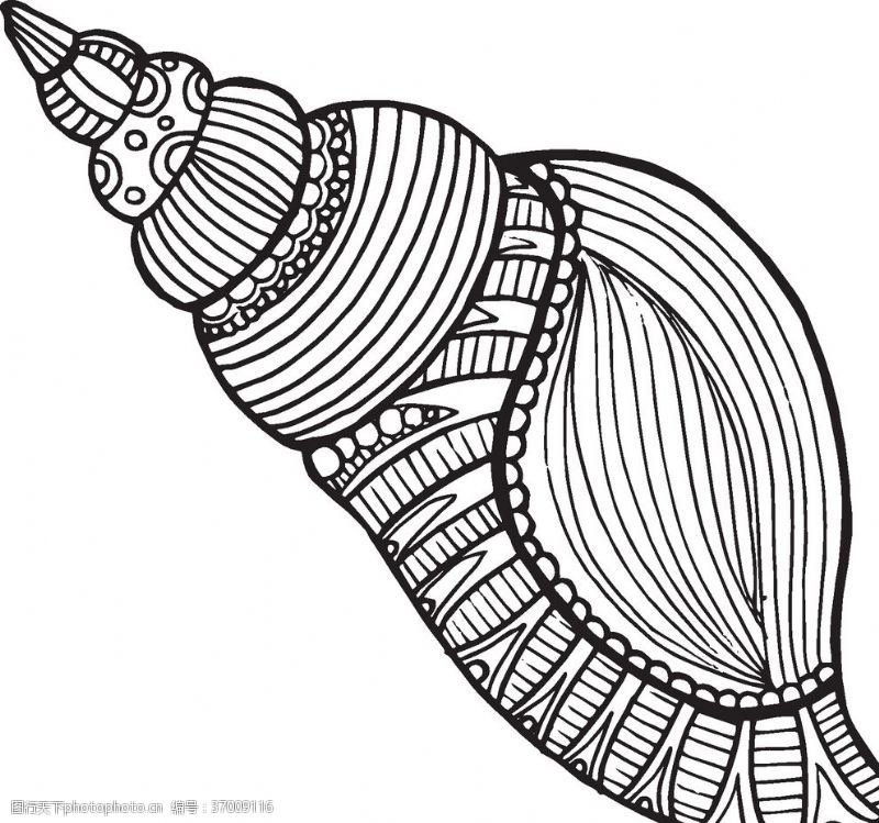 海洋生物海螺素描