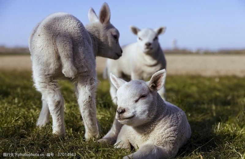 可爱阳光背景可爱小羊羔动物