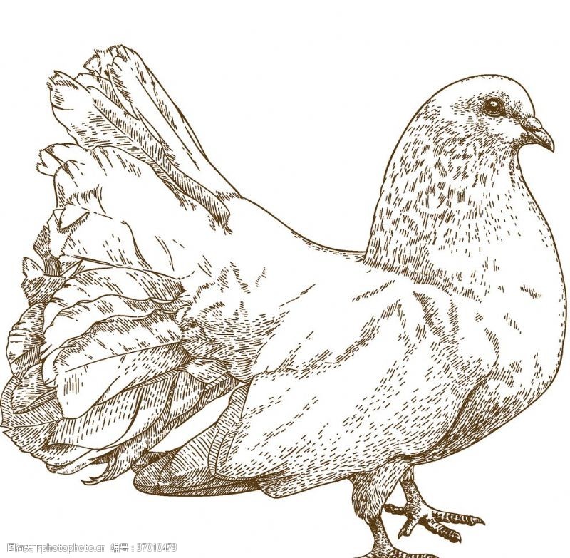 动物素描鸟类素描