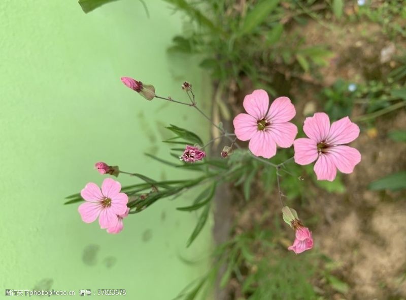 角花墙边的红花酢浆草