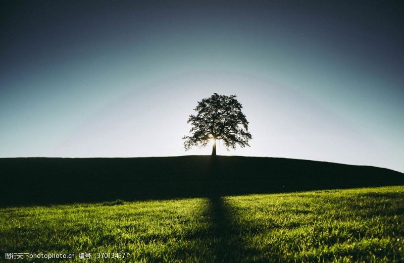 孤立一棵树唯美意境
