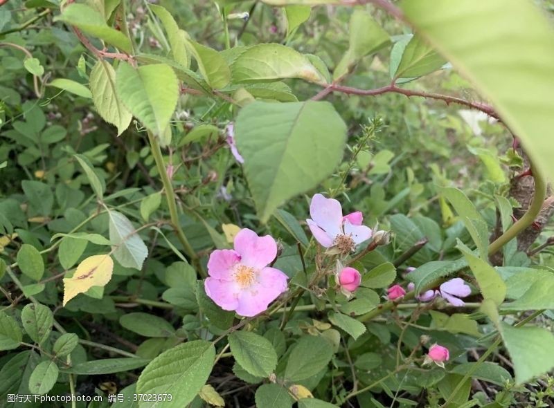 角花山莓花