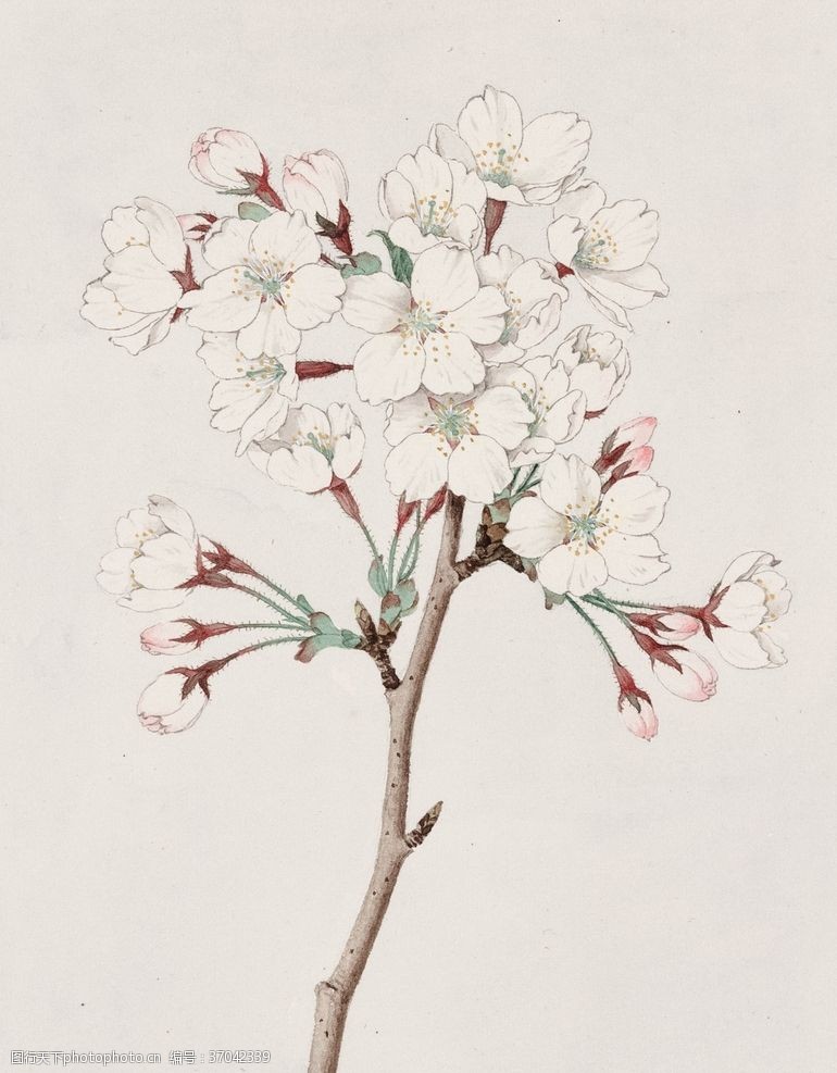 艺术树手绘樱花