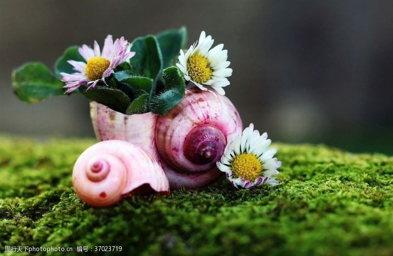 坚硬蜗牛上的鲜花
