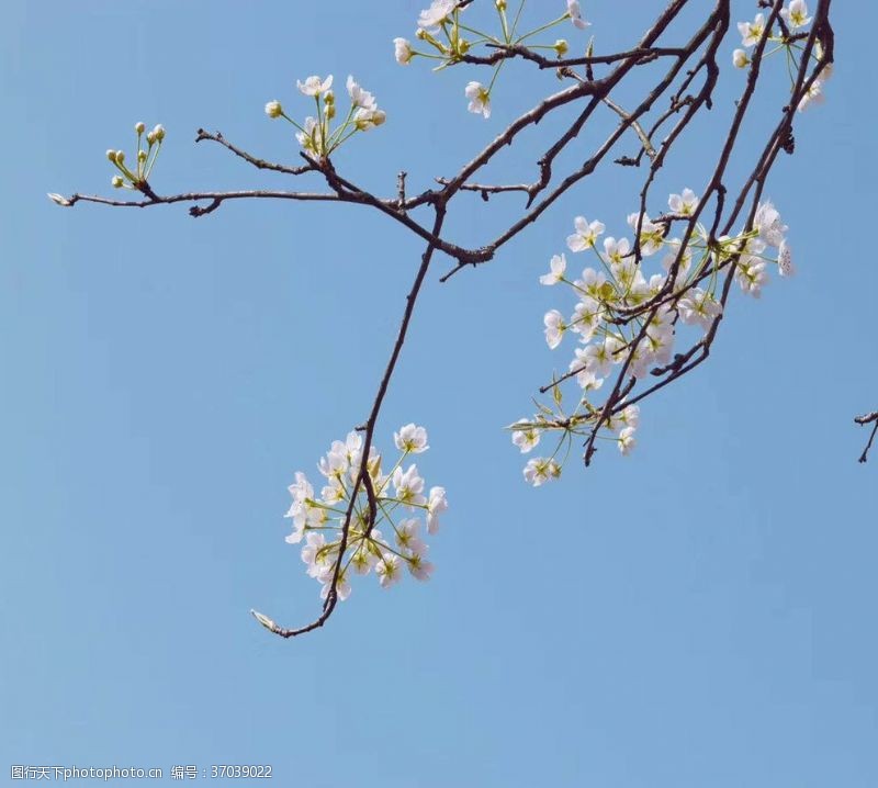 粉红色樱花樱花