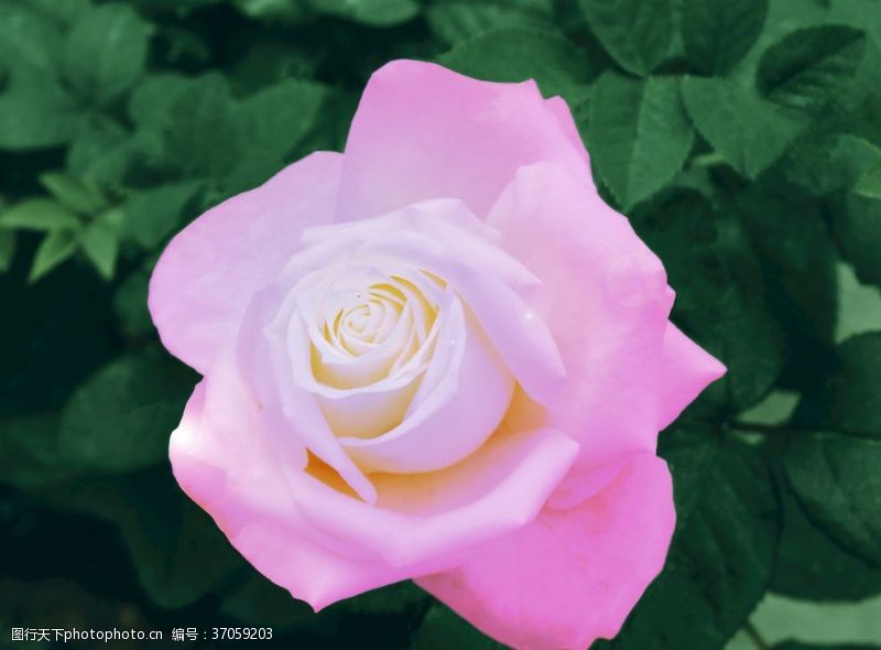 茶园粉红色的玫瑰