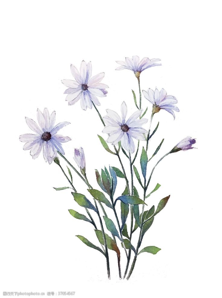 油画装饰画精美绘画植物花朵